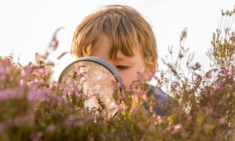 gezamenlijk heideherstel Sallandse Heuvelrug