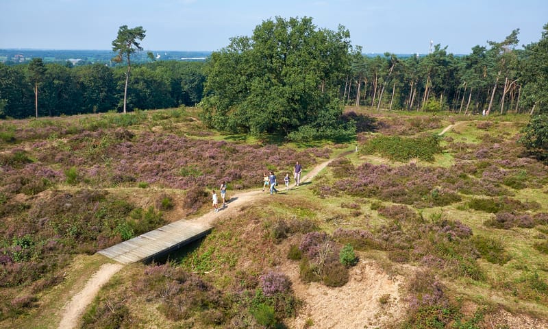 Bloeiende heide Mookerheide