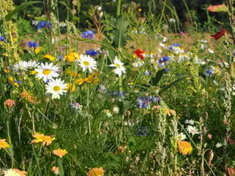 Wilde bloemenweelde
