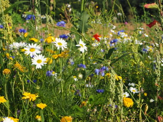 Wilde bloemenweelde