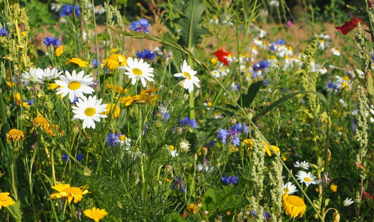 Wilde bloemenweelde