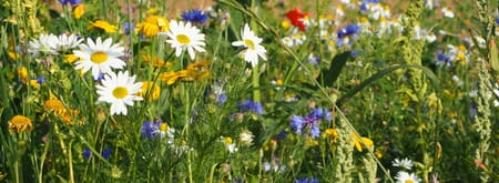 Wilde bloemenweelde