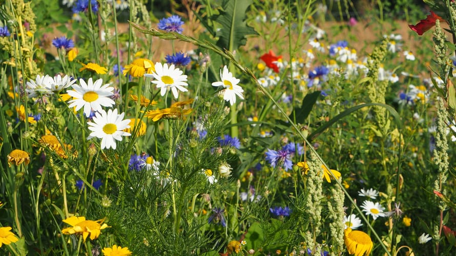 Wilde bloemenweelde