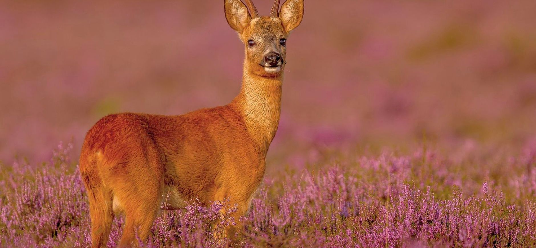 Ree op de heide
