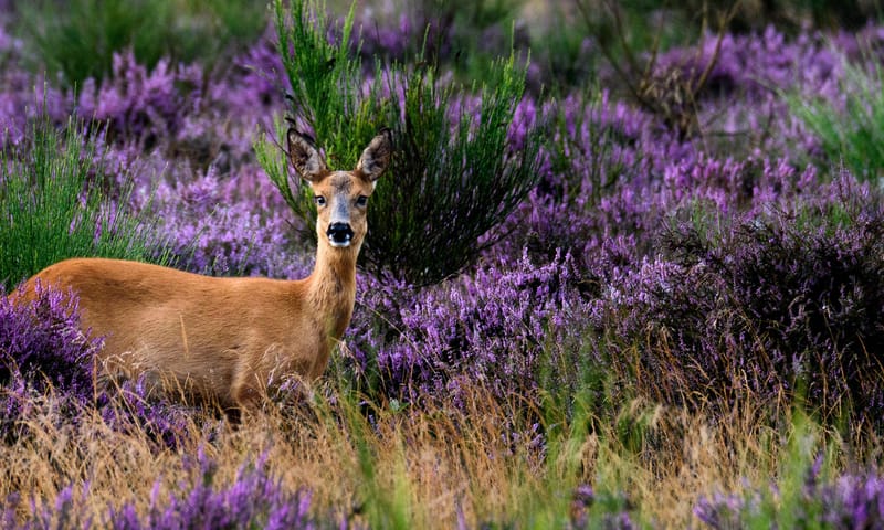 Ree op bloeiende heide