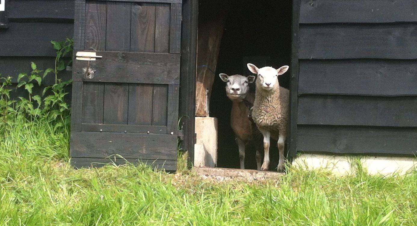 Schaapskooi Sprengenberg Sallandse Heuvelrug