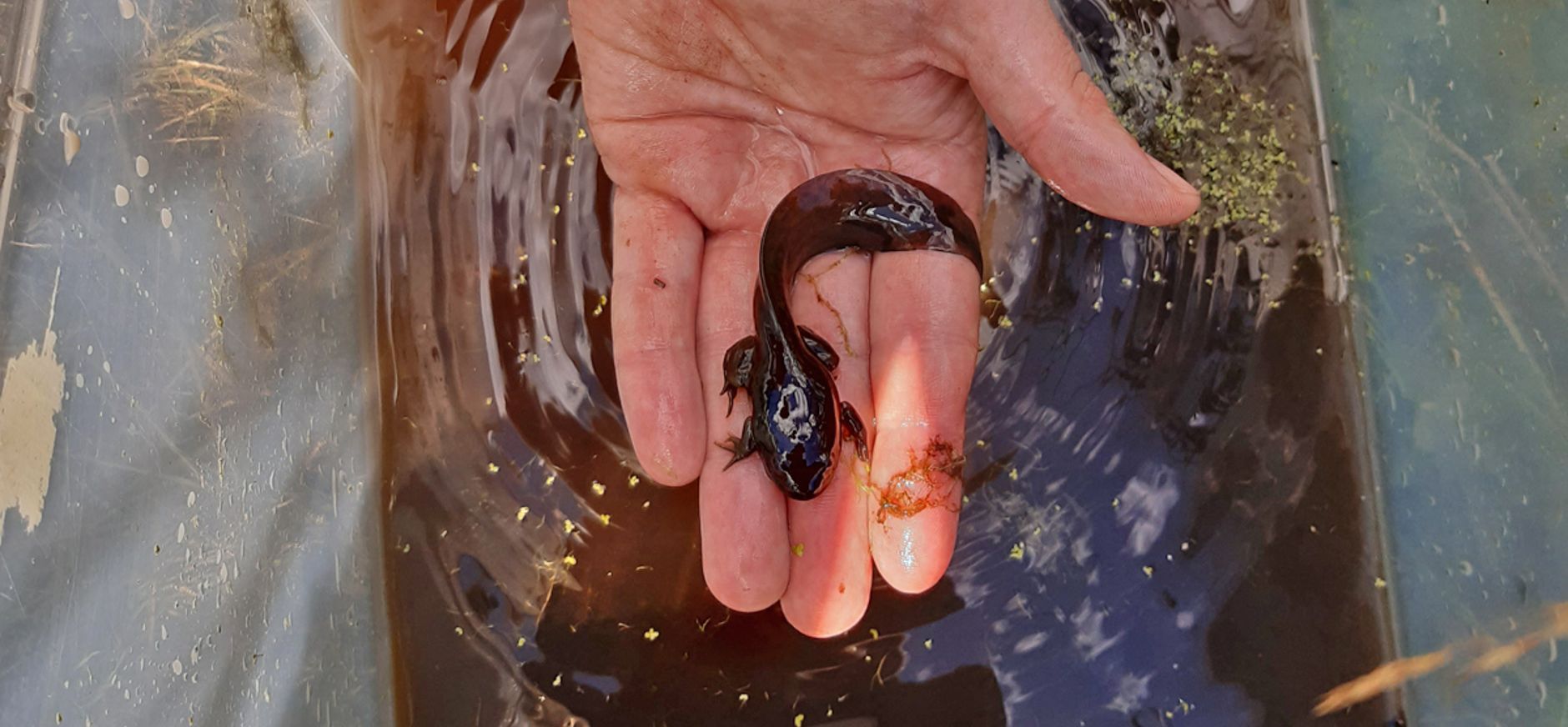 Dikkop knoflookpad Voorstonden