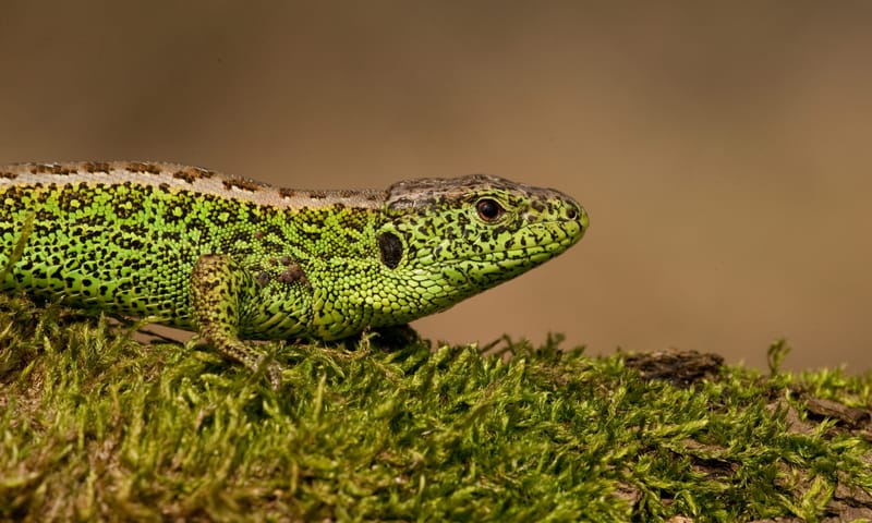 Mannetje zandhagedis Mannetje zandhagedis