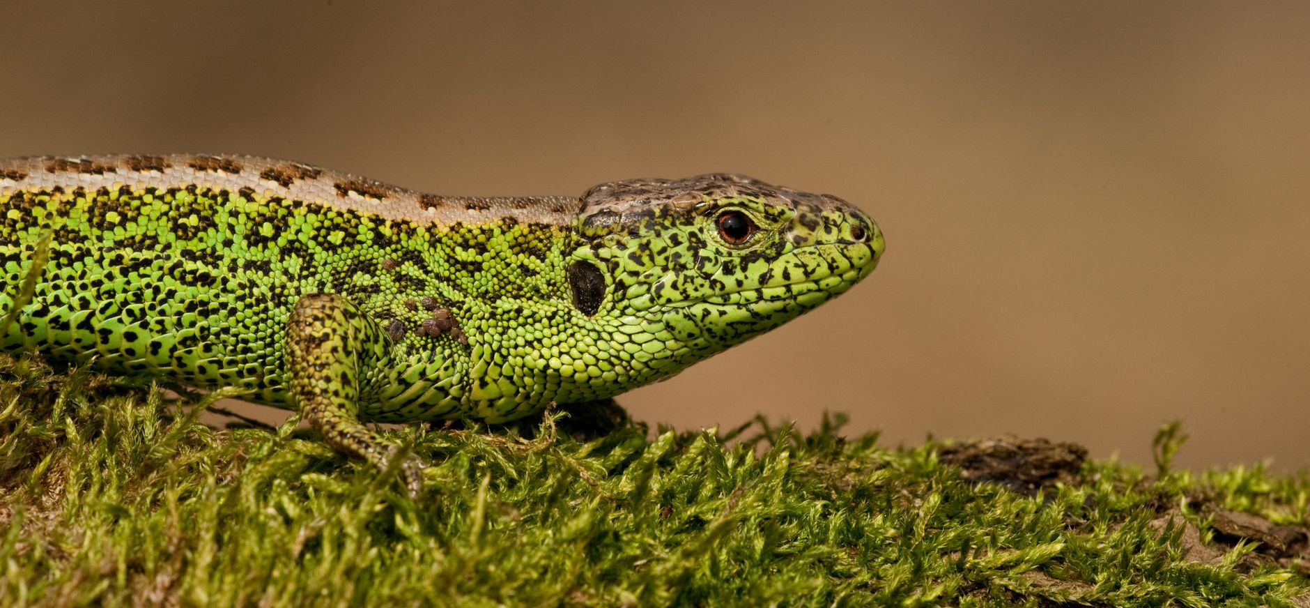 Mannetje zandhagedis
