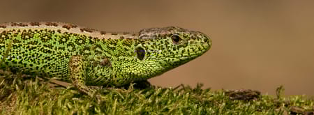 Mannetje zandhagedis