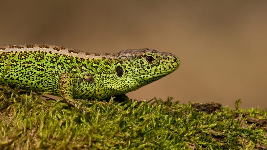 Mannetje zandhagedis