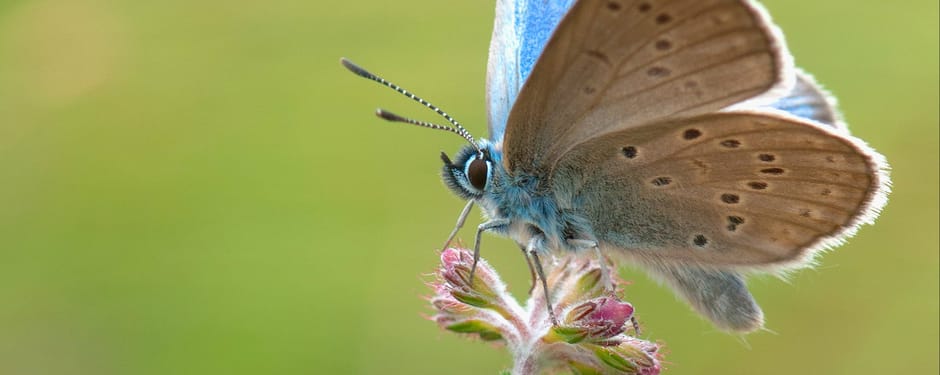 Gentiaanblauwtje op een bloem