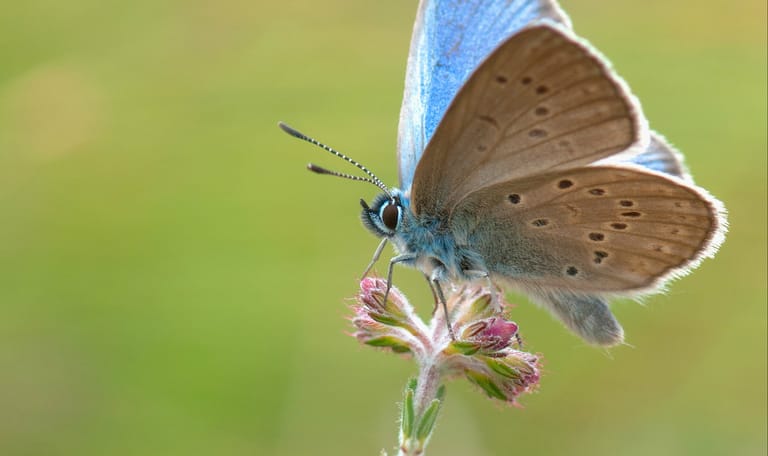 Gentiaanblauwtje op een bloem
