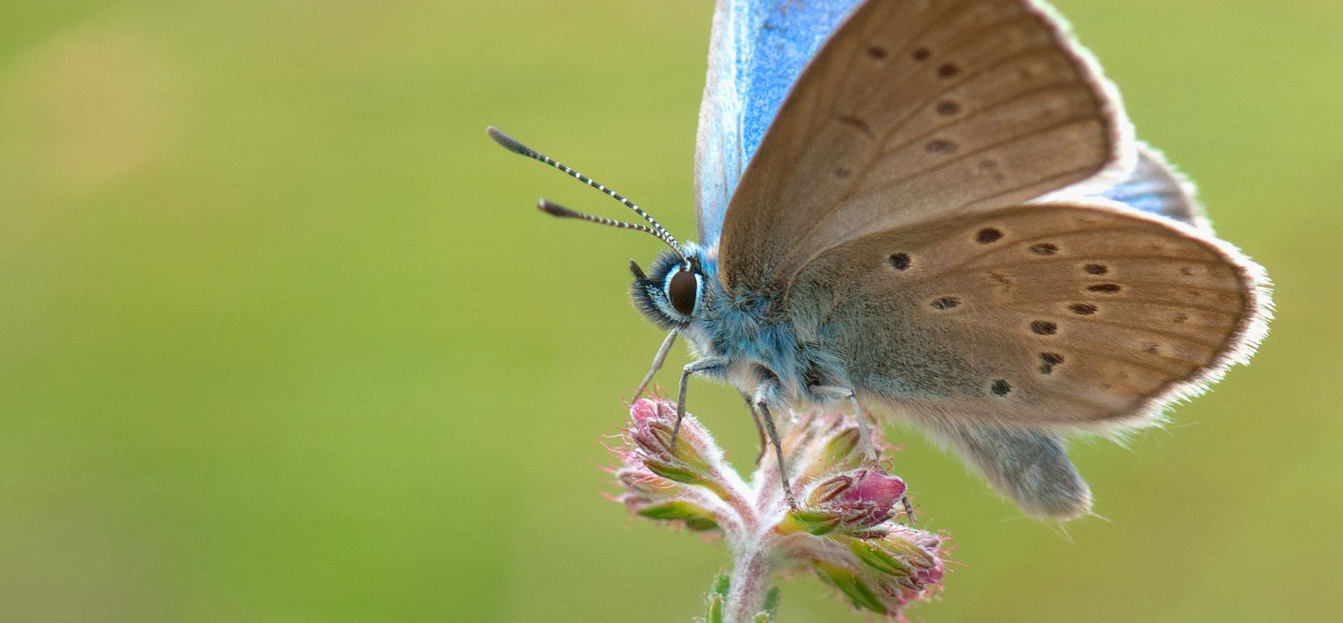 Gentiaanblauwtje op een bloem