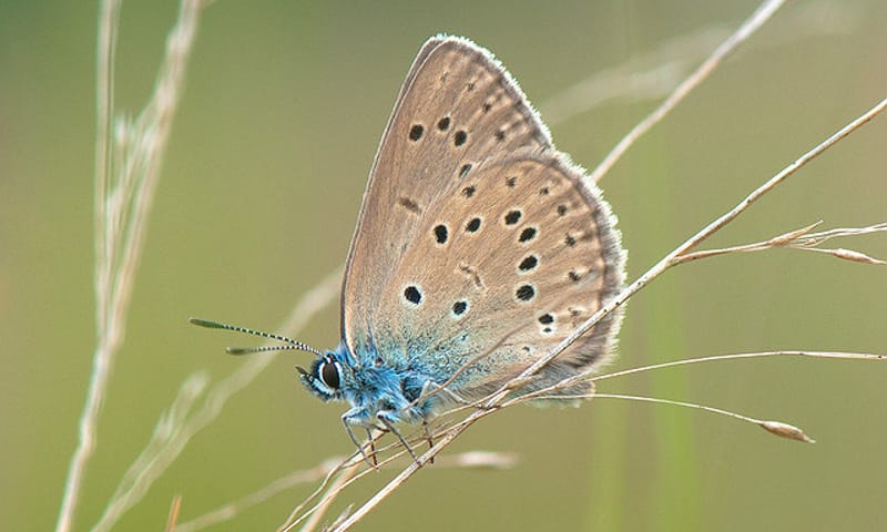 gras