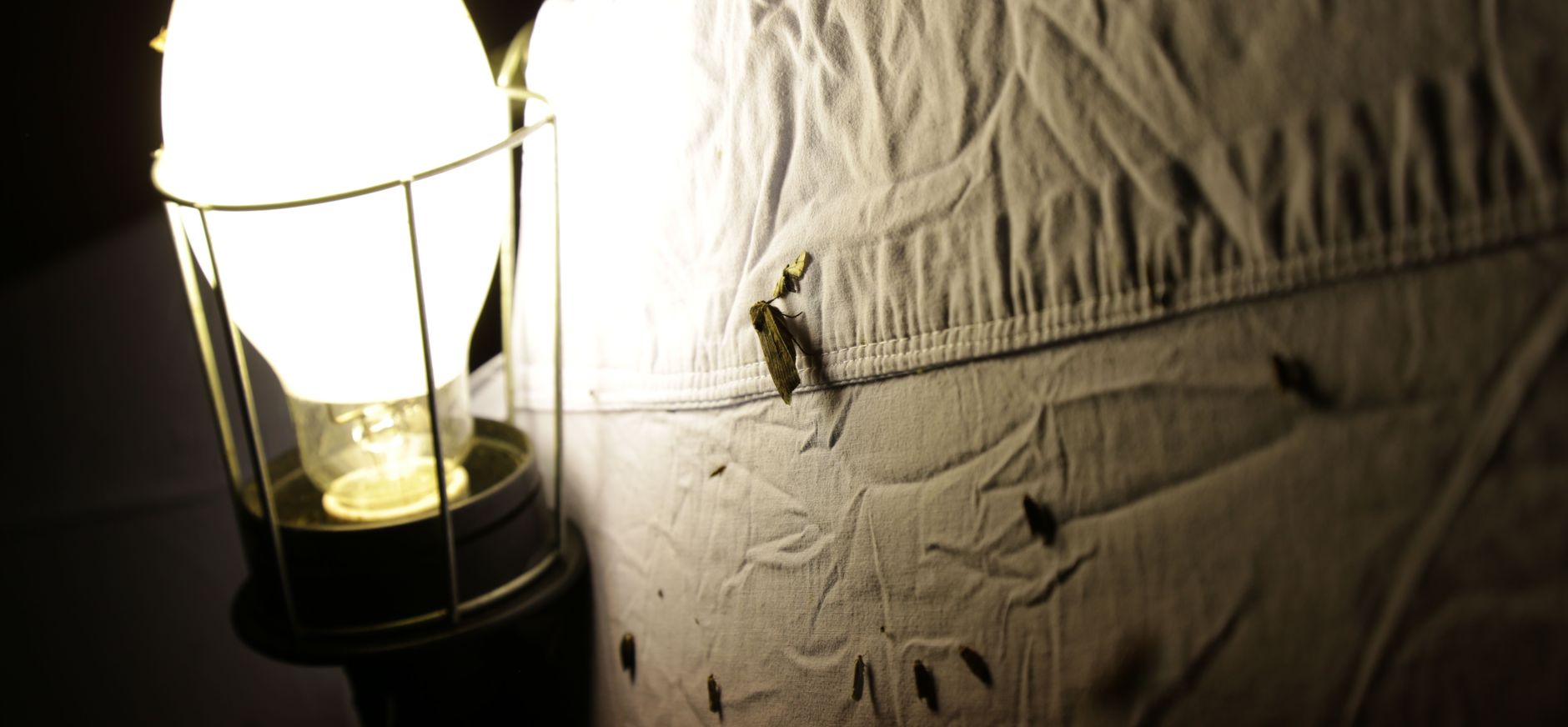 Nachtvlinders tellen