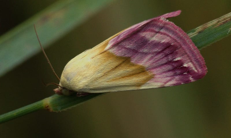 Prachtpurperuiltje