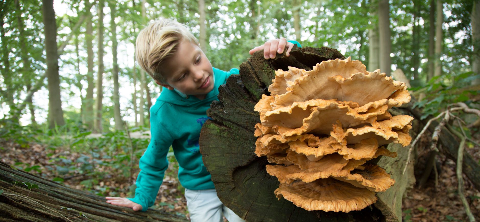 Paddenstoelen zoeken