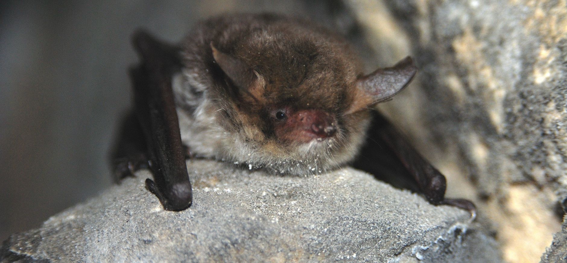 Vleermuis in Nederland