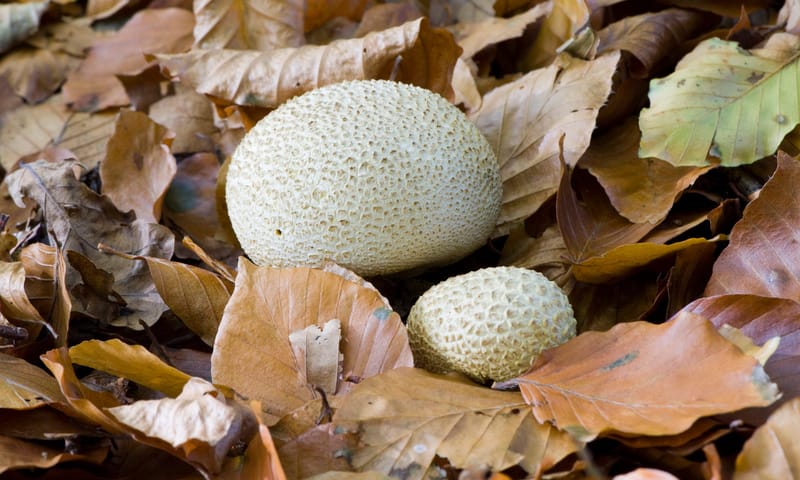 Aardappelbovist Aardappelbovist