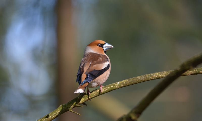 Appelvink