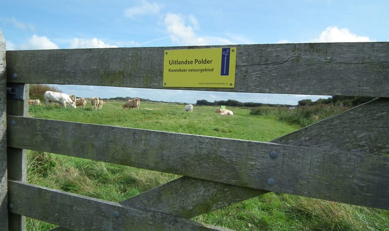 Koe in het gras