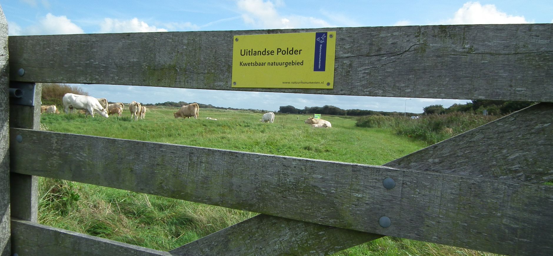Koe in het gras