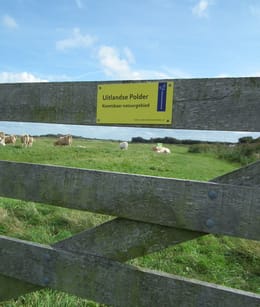 Koe in het gras