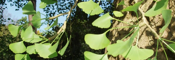 Ginkgoblad