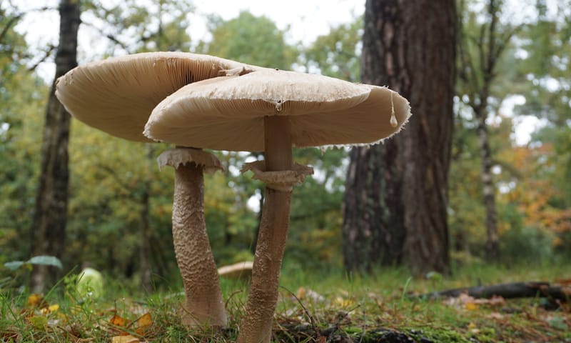 Grote parasolzwam Grote parasolzwam