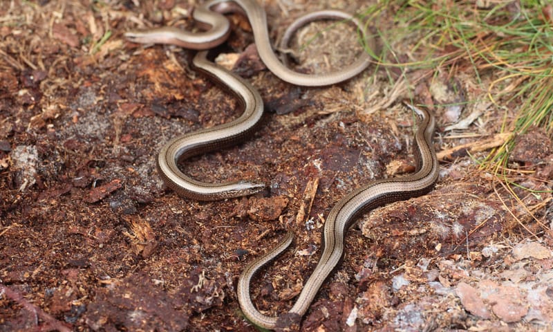 Hazelworm