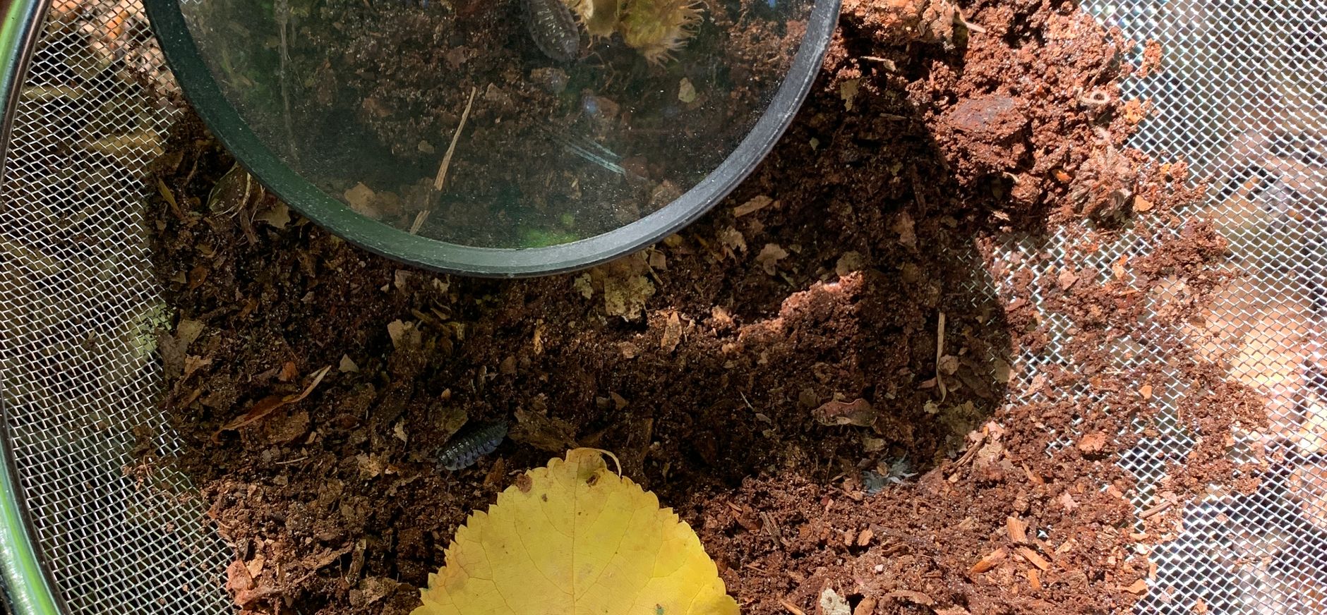 Bosdieren bekijken met een zeef