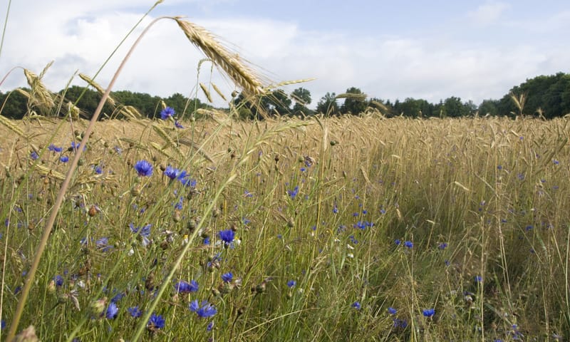 Kruidenrijke akker met rogge