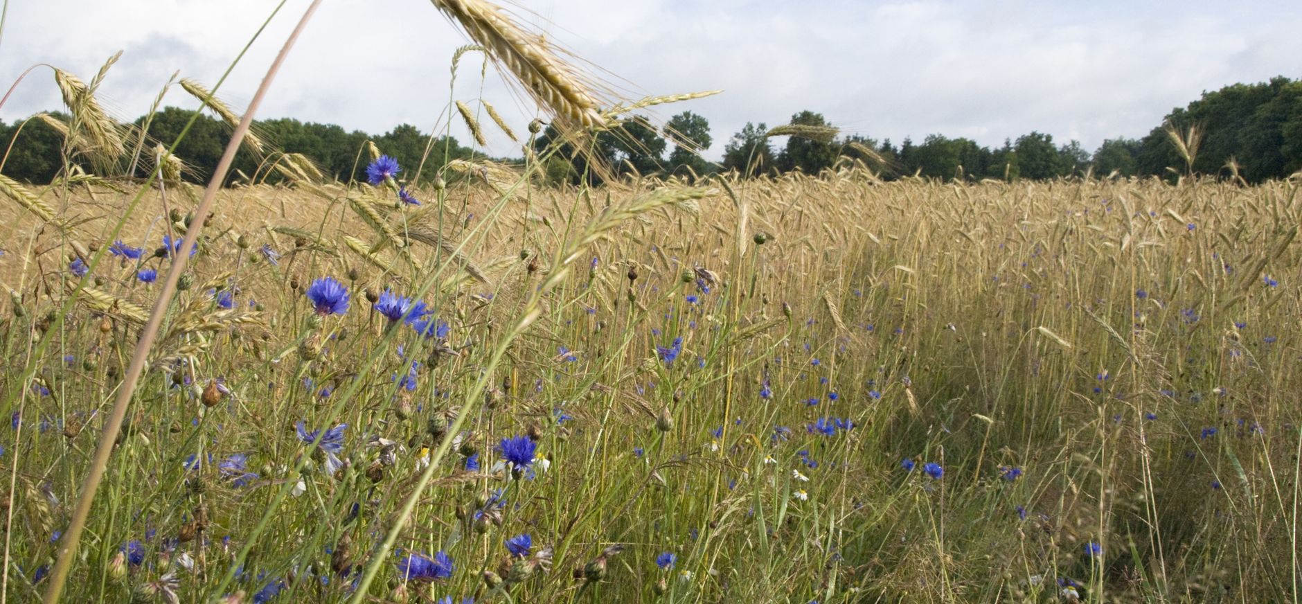 Kruidenrijke akker met rogge