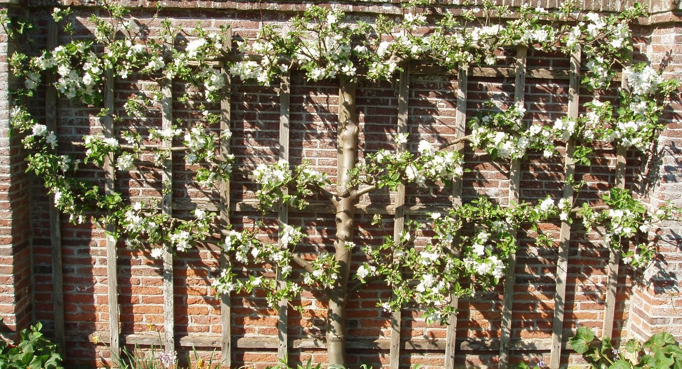 Tuinmuur met leifruit in siertuin Gooilust