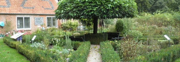 Moerbei in siertuin Gooilust