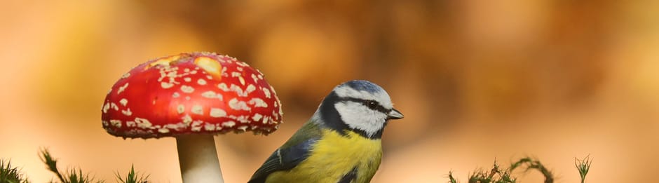 Paddenstoel en koolmees