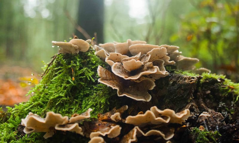 Elfenbankjes op een oude boomstam