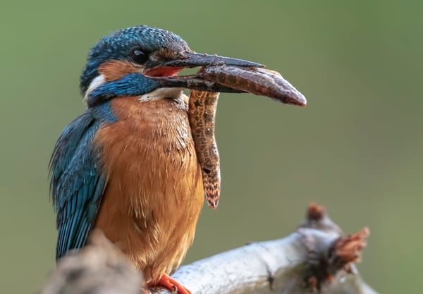 IJsvogel met vis