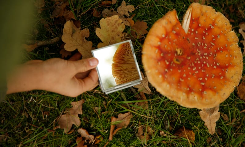 Paddenstoelen spiegelen