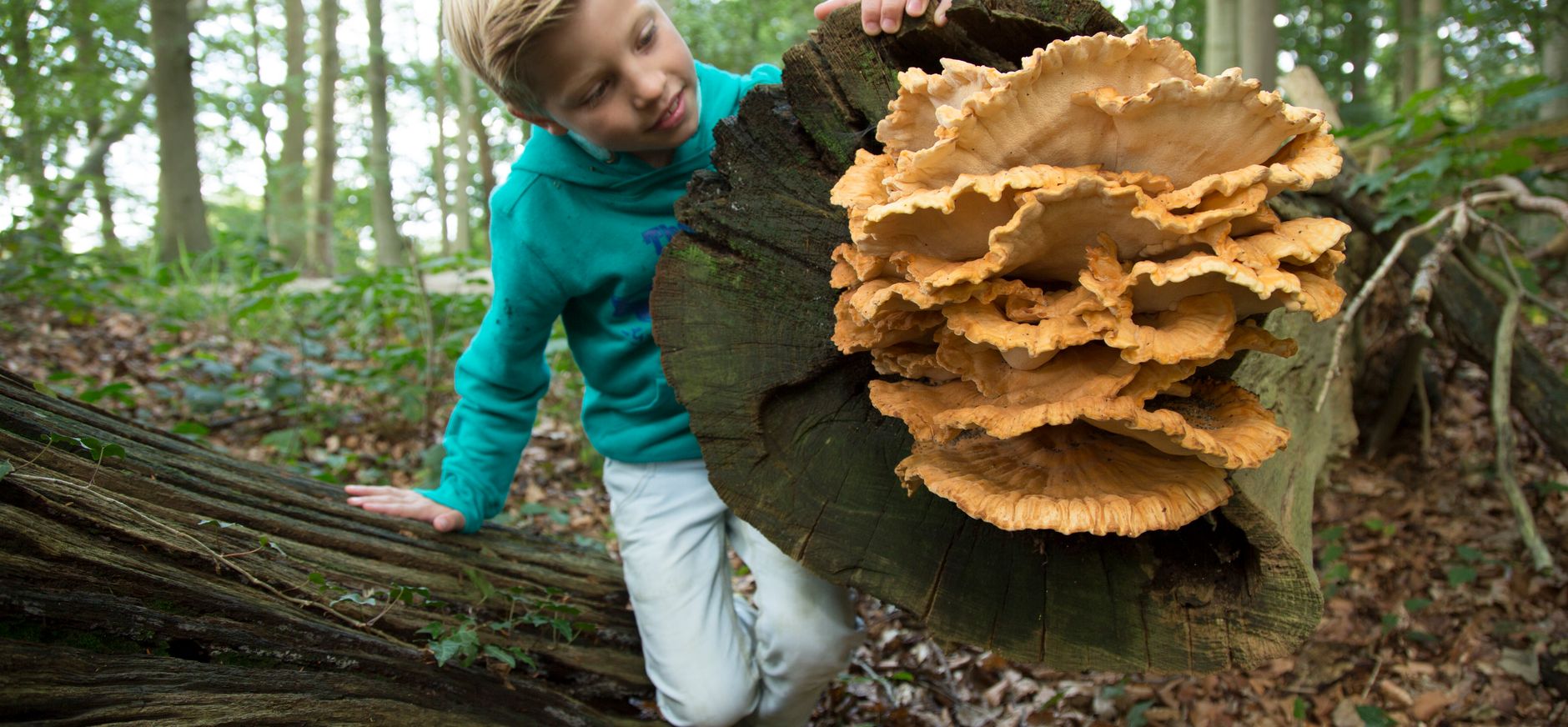 Paddenstoelen zoeken