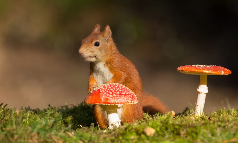 Eekhoorn met paddenstoel