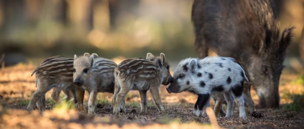 Familie wilde zwijnen