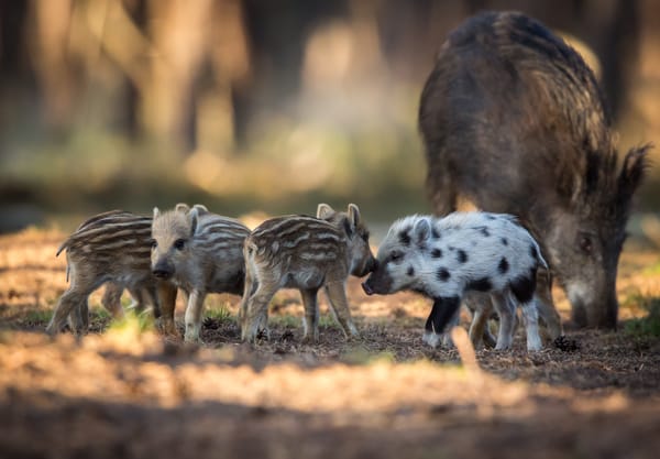 Familie wilde zwijnen