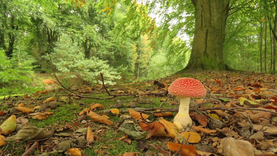 herfst in Plantloon
