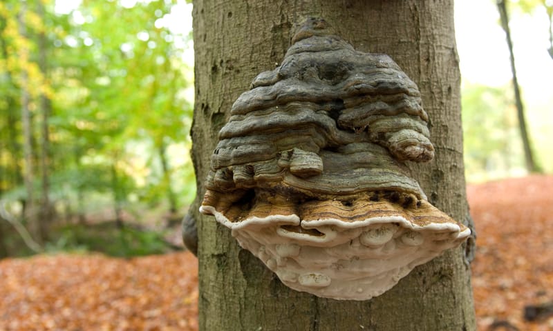 Tonderzwam Tonderzwam