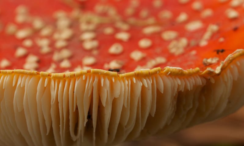 Vliegenzwam Vliegenzwam