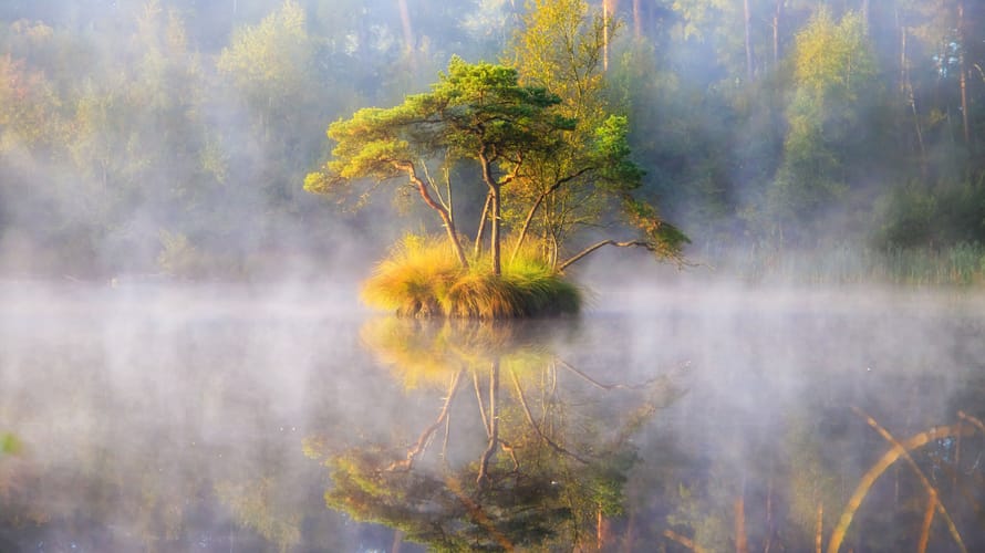 herfst in de Oisterwijkse bossen