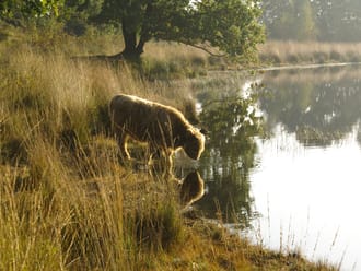 Schotse hooglander bij het Leikeven. Schotse hooglander drinkt uit een ven.