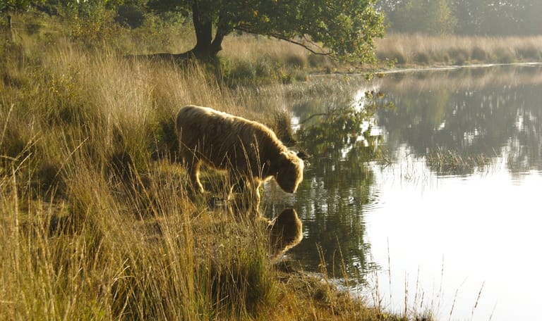 Schotse hooglander drinkt uit een ven.